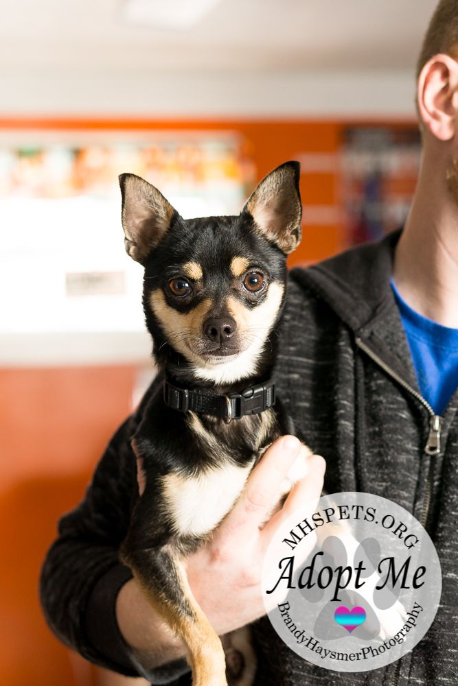 Chihuahua Dog For Adoption In Eastpointe Michigan Chicko