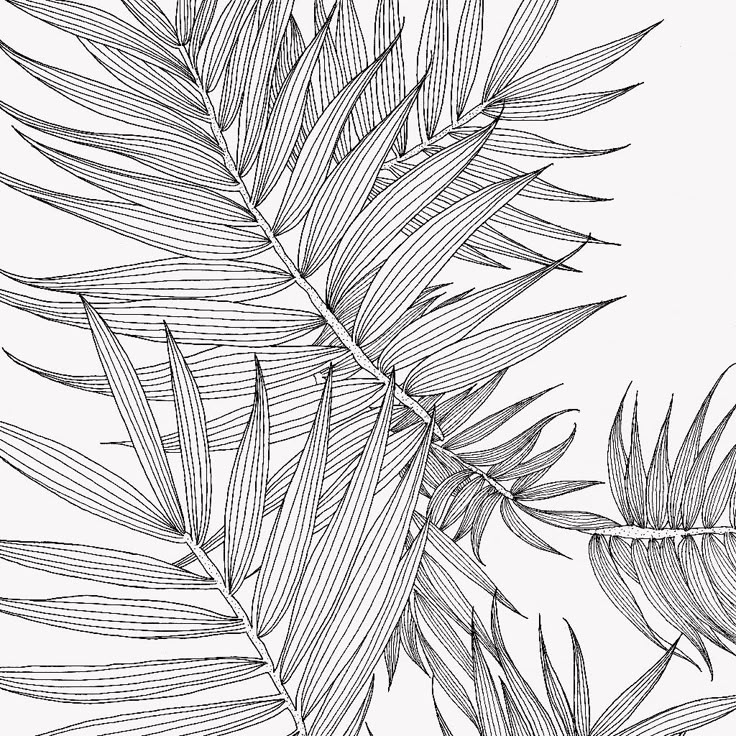 Resultado de imagen de scientific drawing leaf | Dibujos