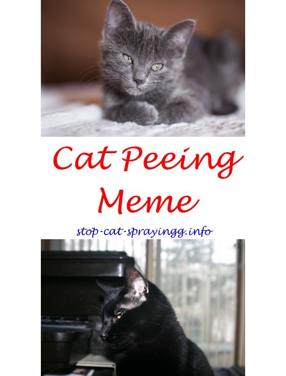 Homemade cat piss neutralizer Agree, this Homemade cat piss neutralizer