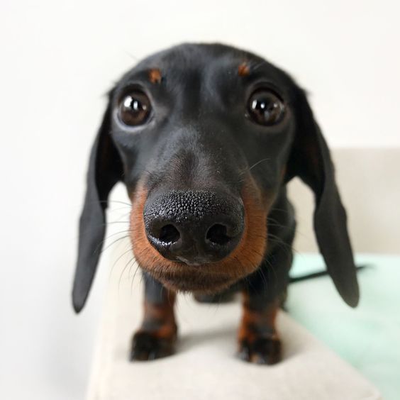 Dachshund Puppies Pictures And Facts Dachshund Puppies Doxie
