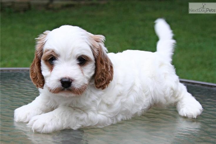 cavapoo puppies missouri the 25 best cavapoo puppies for sale ideas on cavapoo for sale cockapoo cavapoo puppies missouri the 25 best cavapoo puppies for sale ideas on cavapoo for sale cockapoo