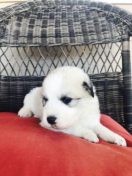Litter Of 9 Great Pyrenees Puppies For Sale In Reno Nv Adn 34962