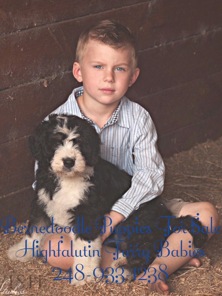 bernedoodle puppies for sale florida 15 best bernedoodles for sale 248 933 1238 images on puppys cubs and puppies bernedoodle puppies for sale florida 15 best bernedoodles for sale 248 933 1238 images on puppys cubs and puppies