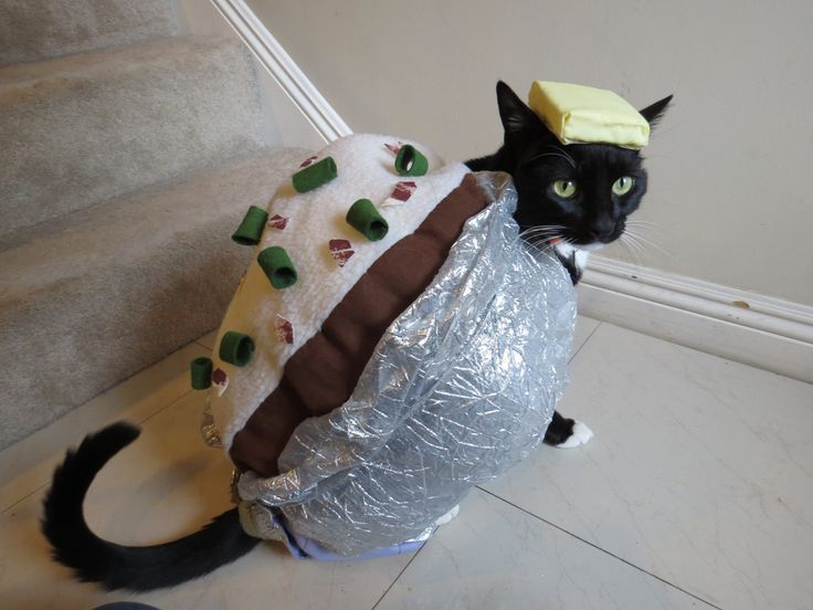 Best 25 Cat halloween costumes ideas on Pinterest Cat Best 25 Cat halloween costumes ideas on Pinterest Cat