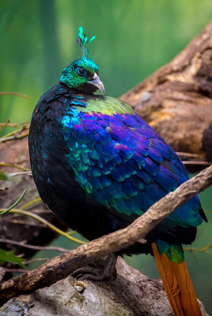 monal bird information monal bird information