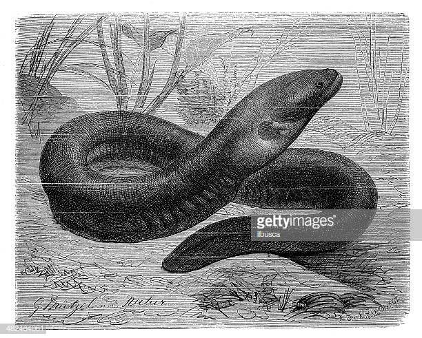 Resultado De Imagen Para Anguila Electrica Fotografia Illustration Electric Eel Fine Art Resultado De Imagen Para Anguila Electrica Fotografia Illustration Electric Eel Fine Art
