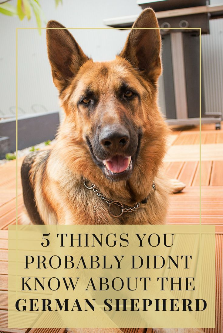 Pin by Sonni Ann Gavin on Pet Health & Wellness German shepherd facts