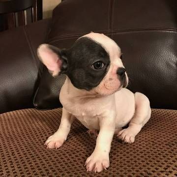 Litter Of 7 French Bulldog Puppies For Sale In Moreno Valley Ca