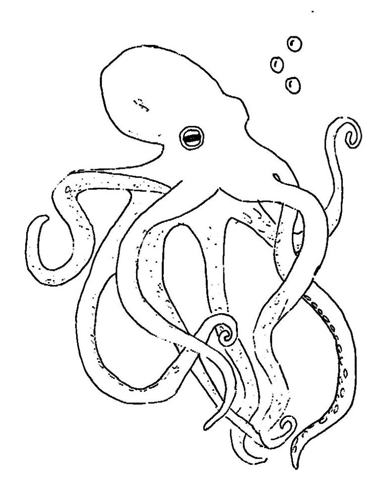 Download Baby Octopus