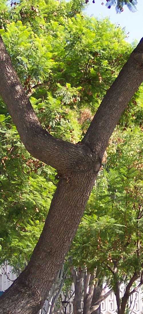 A Tree Trunk Is Covered With This Letters A Tree Trunk Is Covered With This Letters