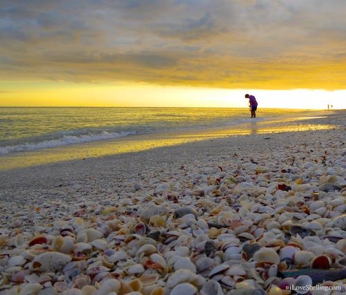 Sanibel Stoop During A Golden Sunset Island Captiva Sanibel Stoop During A Golden Sunset Island Captiva Sea Shells