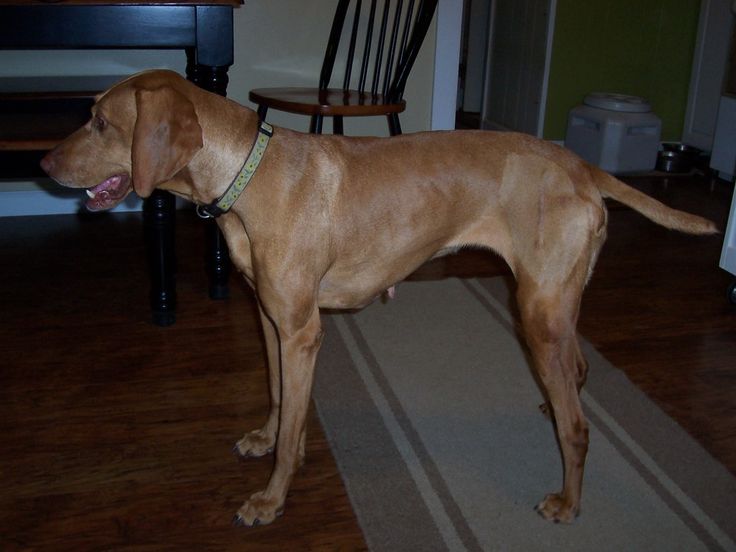 Canine mast cell tumor holistic