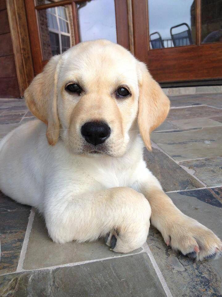 Yellow Lab Puppy Labradorretrieveryellow Lab Puppies Labrador
