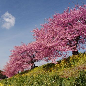 pink weeping cherry tree growing tree fast growing and cherry tree pink weeping cherry tree growing tree fast growing and cherry tree