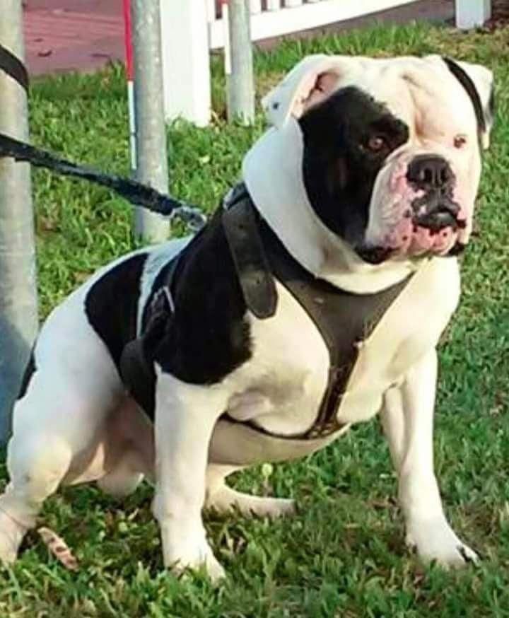 The Calm Bulldog Dogs Health Bulldogsarethebest Bulldogrescue