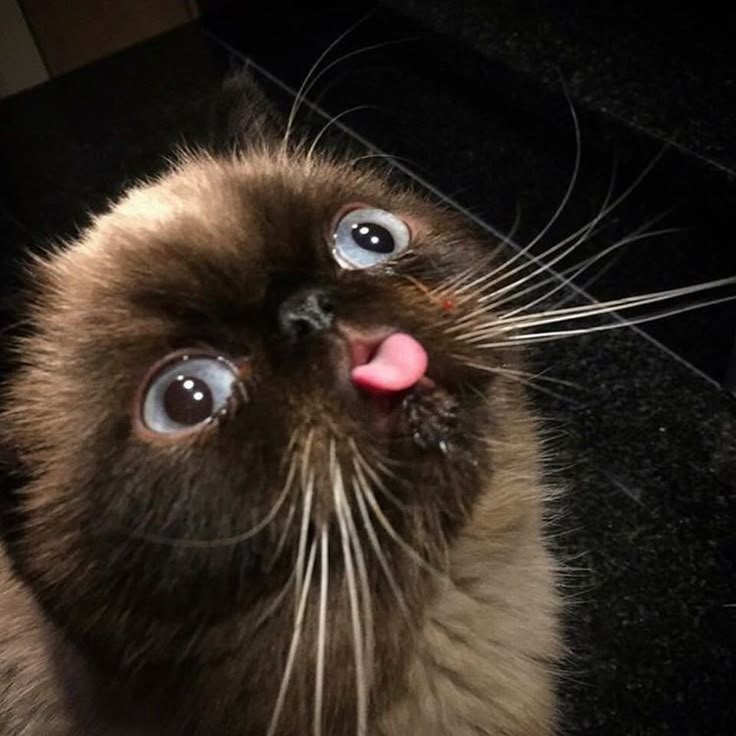 Love Animals Cats Lovers S Video Love Animals Cats Lovers S Video