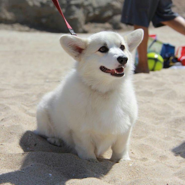 All White Corgi Puppies All White Corgi Puppies