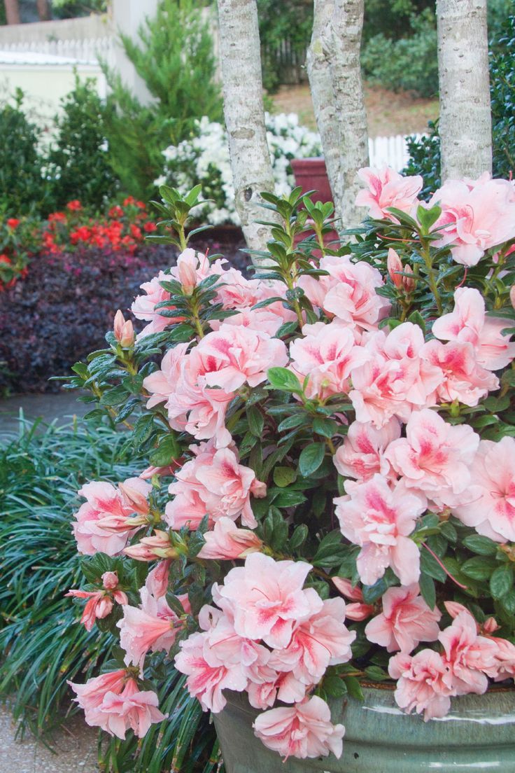 White Azalea Turning Brown The Home Depot Community