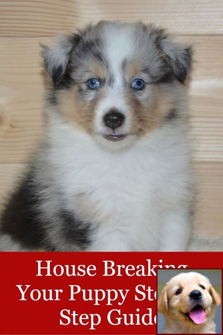 House Training A Puppy Without Crate And Dog Behavior Books