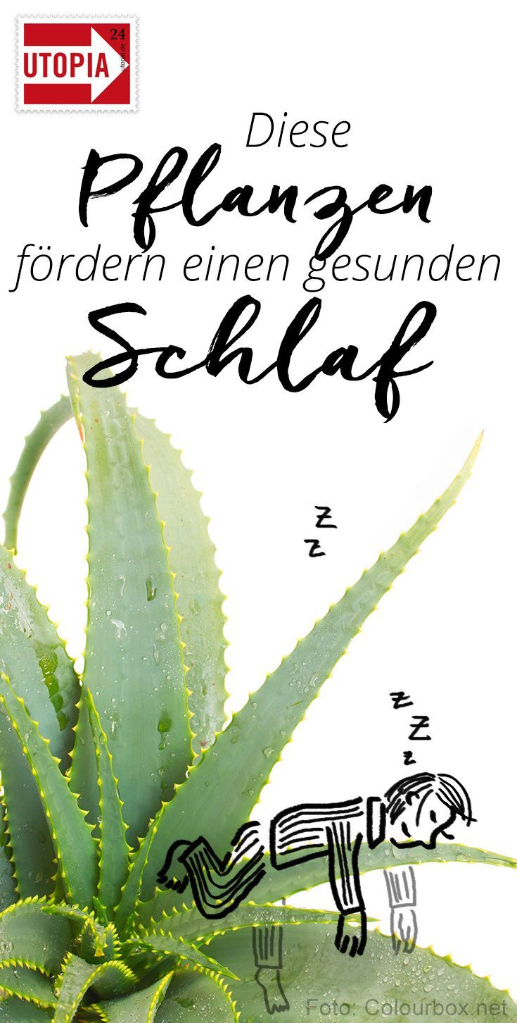 4 Zimmerpflanzen, die gesunden Schlaf fördern | Home ... 4 Zimmerpflanzen, die gesunden Schlaf fördern | Home ...