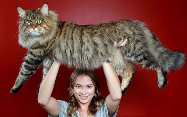 Die Großen Und Alten Linien Der Maine Coon Katzen
