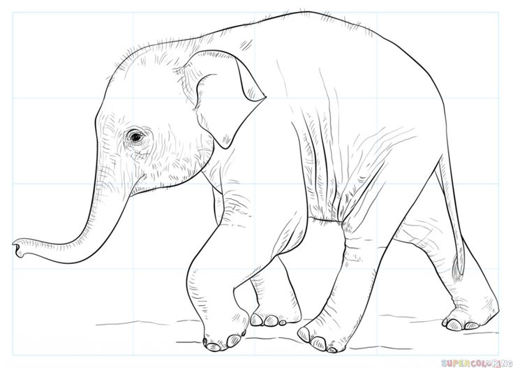 how to draw a baby elephant step by step drawing tutorials for kids and beginners