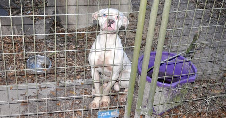 Ways To Give Animal Rescue Animals Rescue ways-to-give-animal-rescue-animals-rescue