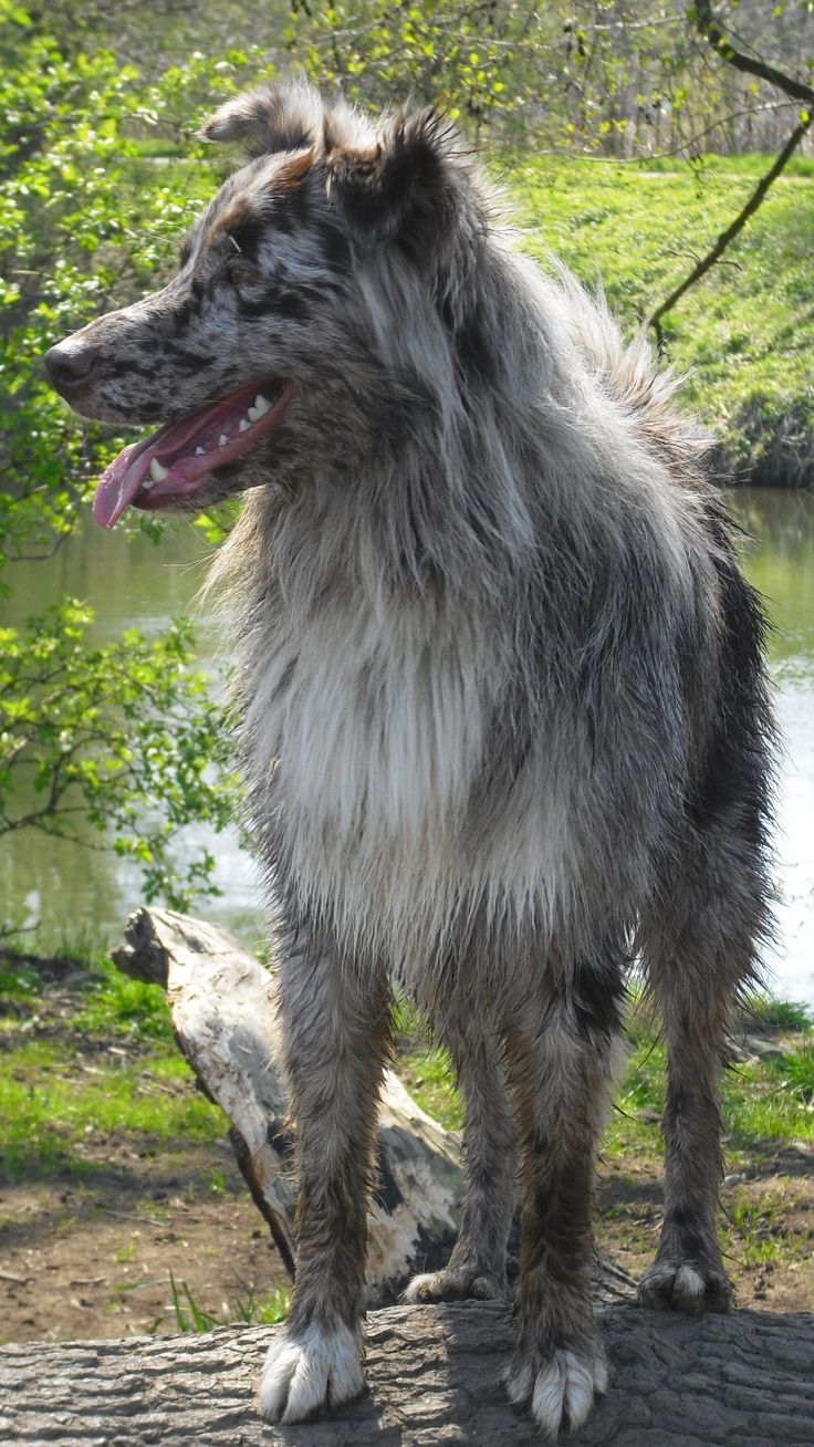 australian shepherd welpen 4 monate die besten 20 red merle australian shepherd ideen auf pinterest australian shepherd welpen 4 monate die besten 20 red merle australian shepherd ideen auf pinterest