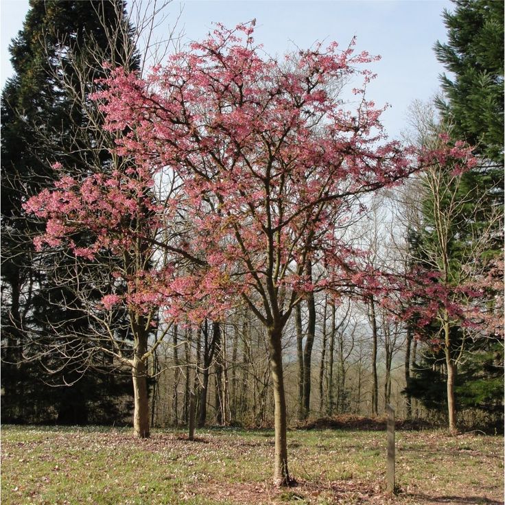 cherry trees b b shere flowering cherry kursar prunus 20 plant cultivars trees prunus cherry trees b b shere flowering cherry kursar prunus 20 plant cultivars trees prunus