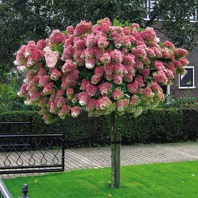 215 Best Large Fragrant Shrubs And Trees Images On Pinterest Tree Hydrangea Paniculata Grandiflora Fragrant White Flowers Ear In Mid