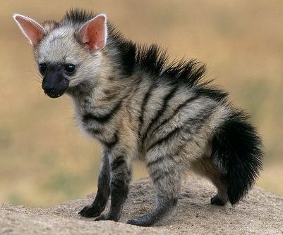 Animal のアイデア 3 件 動物 アニマル 哺乳類 Animal のアイデア 3 件 動物 アニマル 哺乳類
