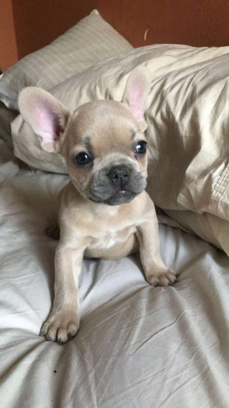 French Bulldog Puppy Bulldogs With Images Fawn French Bulldog