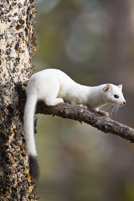 Winter Weasel | Cindy Goeddel Photography | Rare albino animals