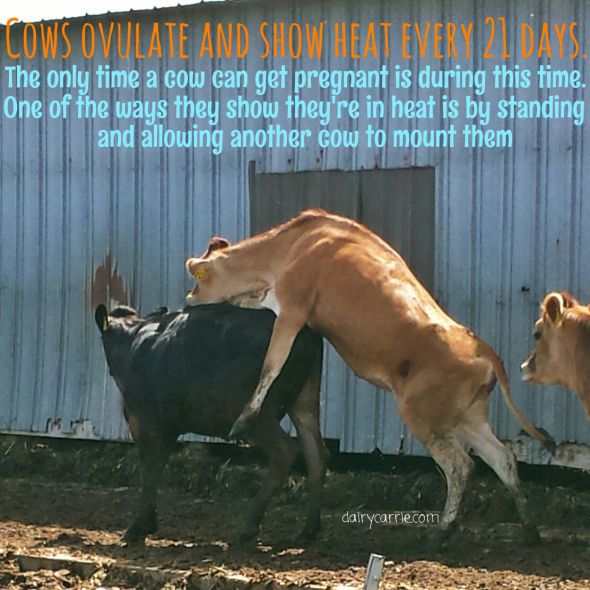 dairy cow facts