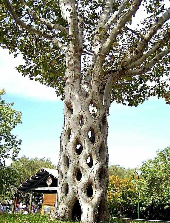 Pin By Hassan Yassin On اشجار Weird Trees Unique Trees Sycamore Tree