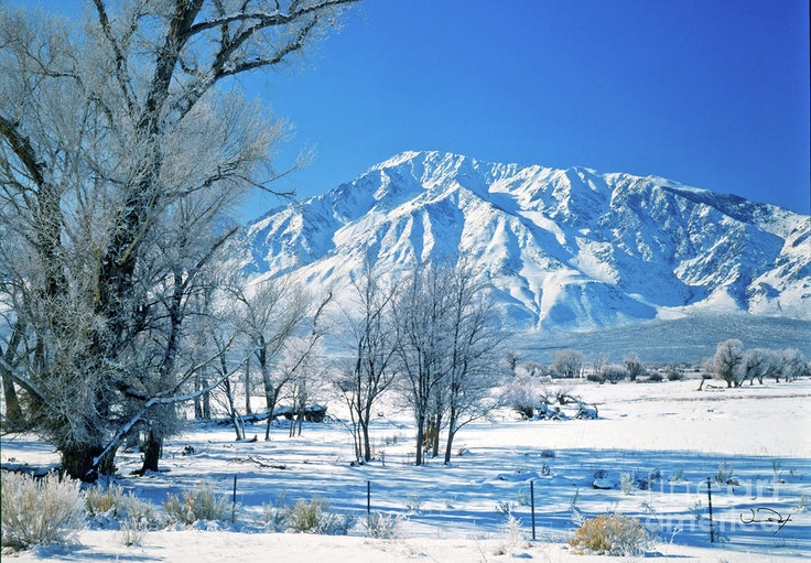 Dog Friendly Snow Parks In Southern California Dog Friendly Snow Parks In Southern California