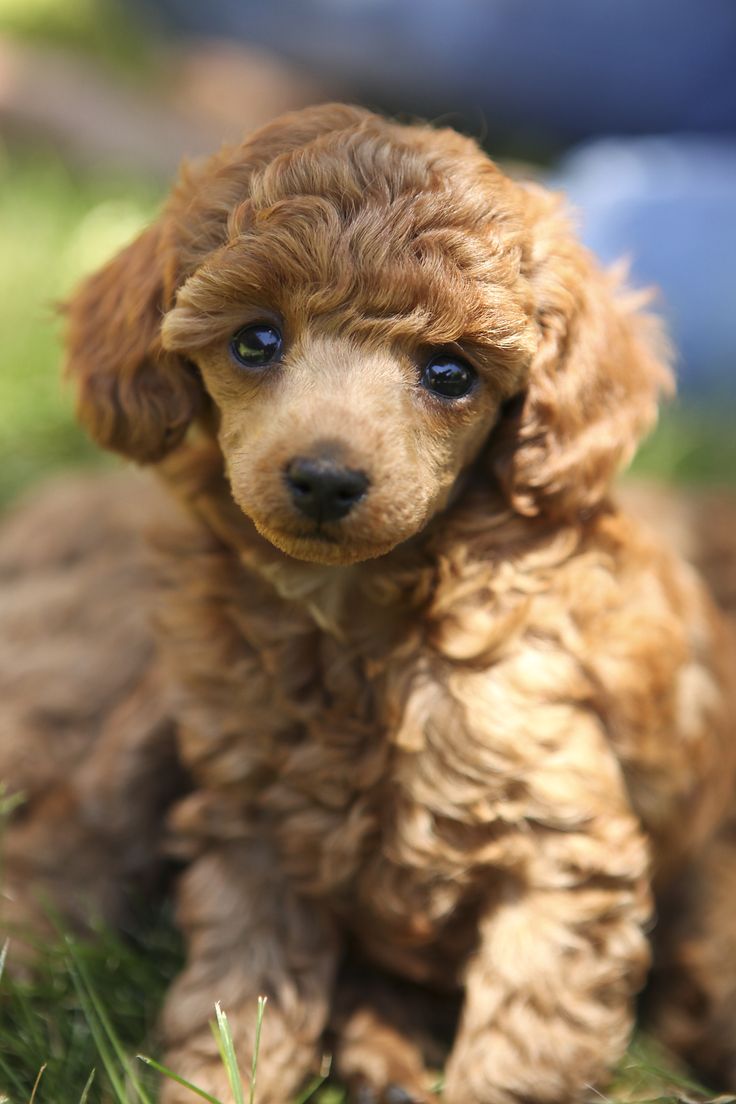 Poodle Dog Food Recipes Poodle Dog Food Recipes
