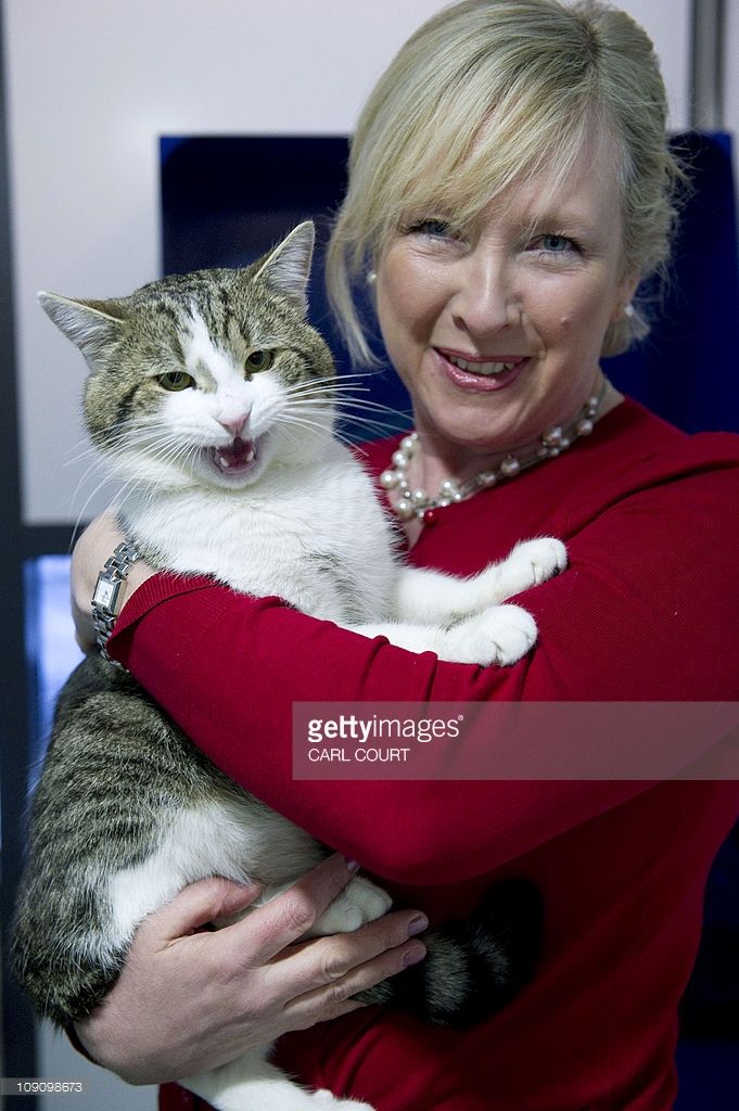 Larry The Cat To Stay At No 10 Getty Images Cats Battersea Dogs Cat People