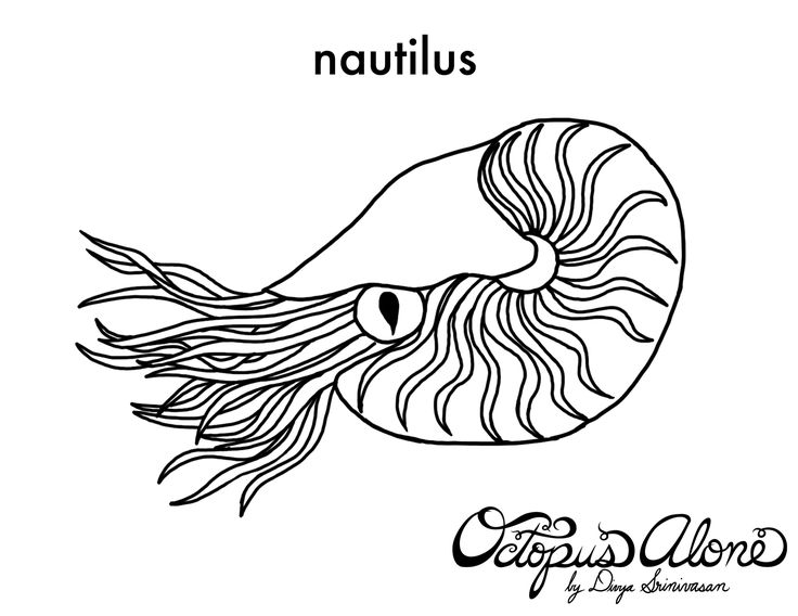 Line Art Nautilus : Best nautilus images on pinterest shells mandalas