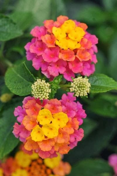 Common Garden Flowers Pink 86 best karachi plants & flowers images on pinterest | plants Common Garden Flowers Pink 86 best karachi plants & flowers images on pinterest | plants