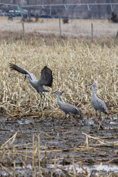 A Night With The Sandhill Cranes At The Crane Trust In >> A Night With The Sandhill Cranes At The Crane Trust In Nebraska A Night With The Sandhill Cranes At The Crane Trust In >> A Night With The Sandhill Cranes At The Crane Trust In Nebraska