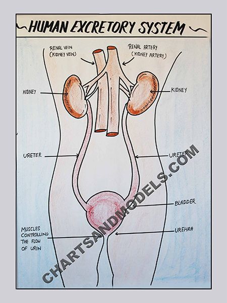 419 best online charts and models images on pinterest charts charts online