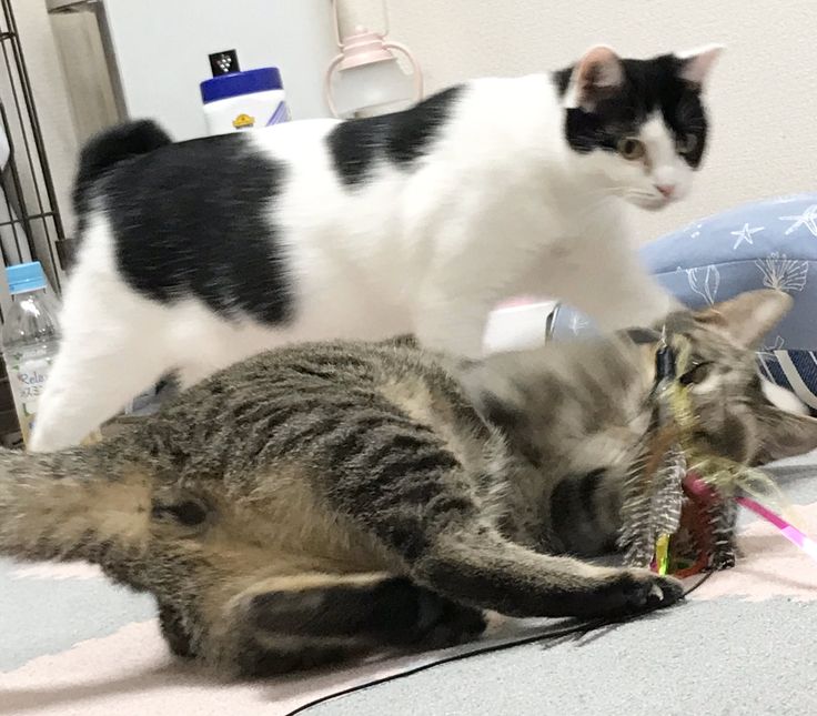 保護猫ルーム Wasao Cat Room Cats Animals 保護猫ルーム Wasao Cat Room Cats Animals