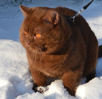 Missisanfi Choco Cat In All His British Shorthaired Majesty