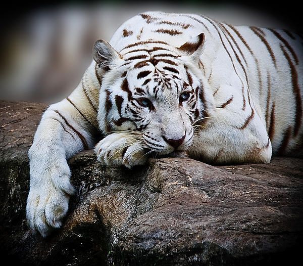 Melancholy By Ray Shiu Harimau Putih Kucing Besar Kucing Munchkin