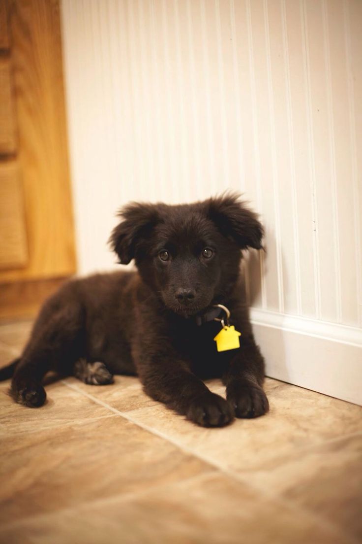 australian shepherd jack russell terrier best 25 australian shepherd mix ideas on pinterest australian australian shepherd jack russell terrier best 25 australian shepherd mix ideas on pinterest australian