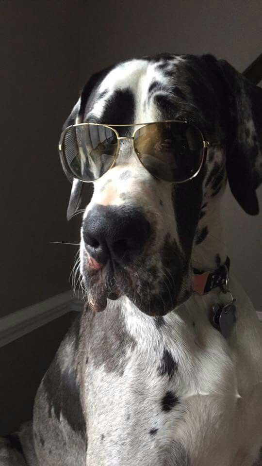gran danes puppy 1031 best gran danes images on big dogs and dane gran danes puppy 1031 best gran danes images on big dogs and dane