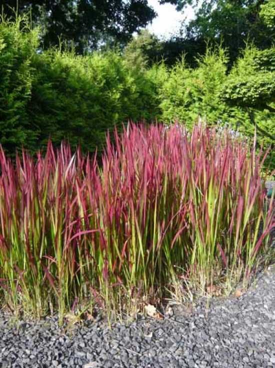 520 besten Grass Bilder auf Pinterest Gartenideen, Balkon und - vorgarten gestalten asiatisch 520 besten Grass Bilder auf Pinterest Gartenideen, Balkon und - vorgarten gestalten asiatisch