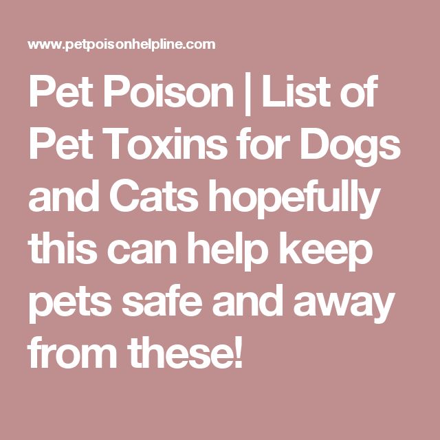 Pet Poison List Of Pet Toxins For Dogs And Cats Hopefully This Can pet-poison-list-of-pet-toxins-for-dogs-and-cats-hopefully-this-can