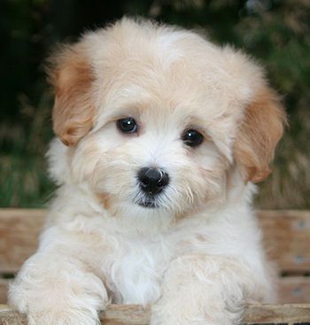free puppies san diego best 25 puppy images ideas on puppies images small dogs and free puppies san diego best 25 puppy images ideas on puppies images small dogs and